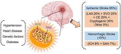 Oxidative stress in cerebrovascular disease and associated diseases